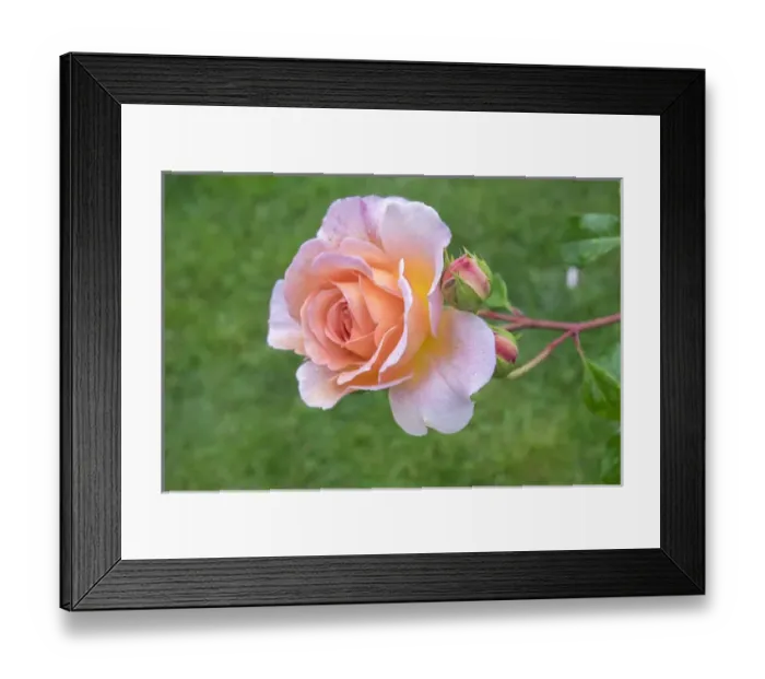 Framed Print : Salmon-colored Rose bush, USA Framed Print : Salmon-colored Rose bush, USA