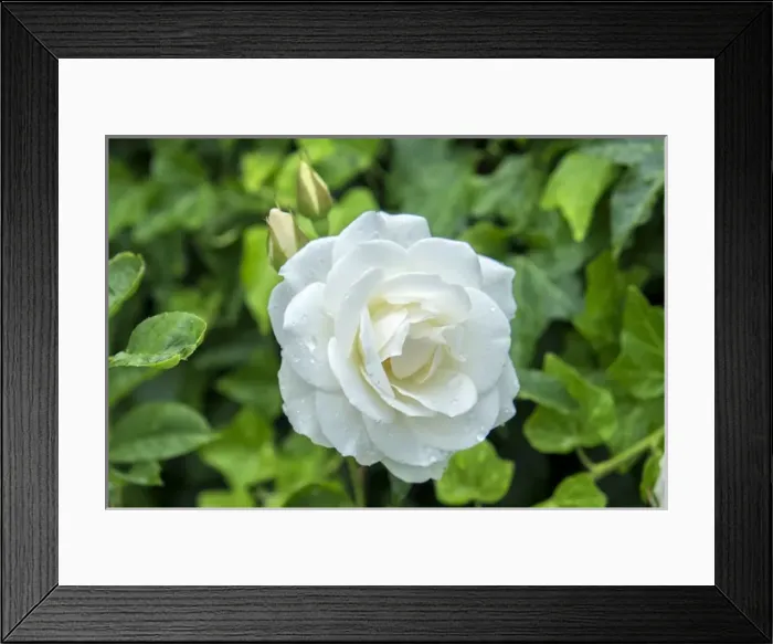 Framed Print : Iceberg Rose, USA Framed Print : Iceberg Rose, USA
