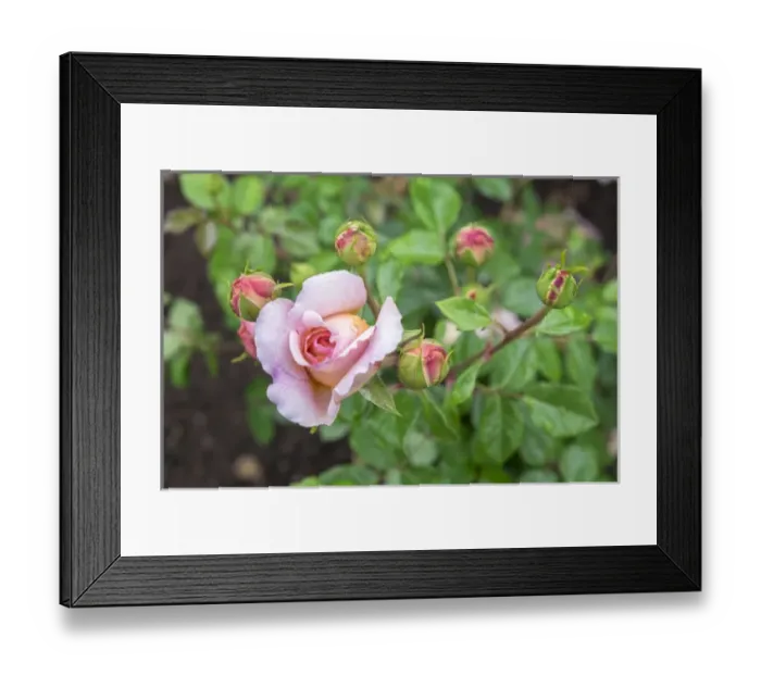 Framed Print : Pink Rose bush, USA Framed Print : Pink Rose bush, USA