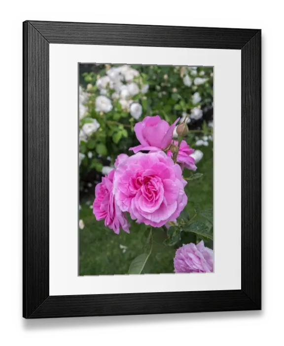 Framed Print : Pink Rose bush, USA Framed Print : Pink Rose bush, USA
