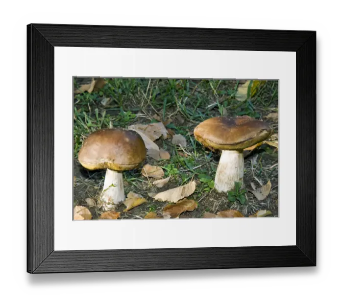 Framed Print : Penny bun, cep, mushrooms in a forest (Boletus edulis) Framed Print : Penny bun, cep, mushrooms in a forest (Boletus edulis)