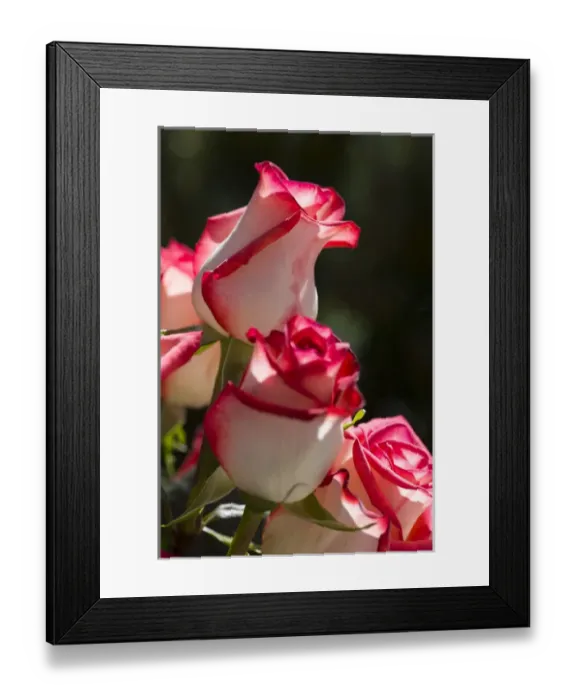 Framed Print : Close-up of rose Framed Print : Close-up of rose