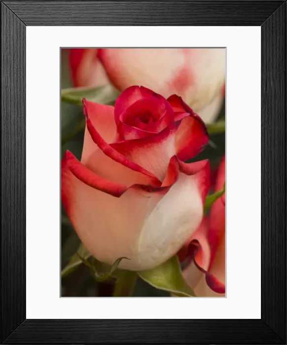 Framed Print : Close-up of rose Framed Print : Close-up of rose