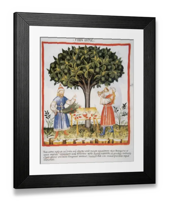 Framed Print : Tacuinum Sanitatis. Medieval Health Handbook, dated before 1400, based on observations Framed Print : Tacuinum Sanitatis. Medieval Health Handbook, dated before 1400, based on observations