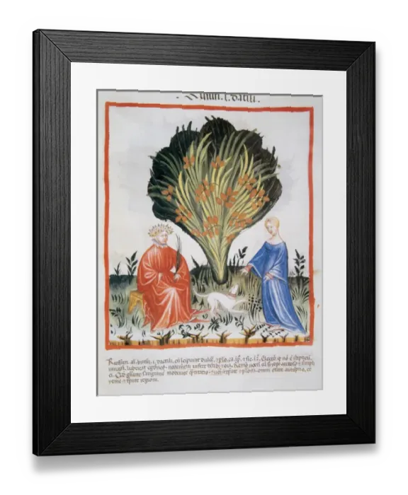 Framed Print : Tacuinum Sanitatis. Medieval Health Handbook, dated before 1400, based on observations Framed Print : Tacuinum Sanitatis. Medieval Health Handbook, dated before 1400, based on observations