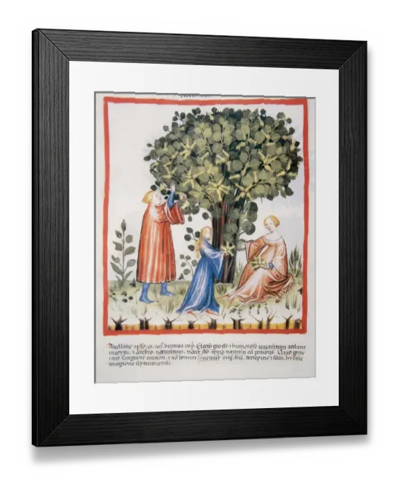 Framed Print : Tacuinum Sanitatis. Medieval Health Handbook, dated before 1400, based on observations Framed Print : Tacuinum Sanitatis. Medieval Health Handbook, dated before 1400, based on observations