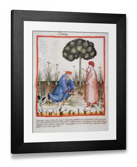 Framed Print : Tacuinum Sanitatis. Medieval Health Handbook, dated before 1400, based on observations Framed Print : Tacuinum Sanitatis. Medieval Health Handbook, dated before 1400, based on observations