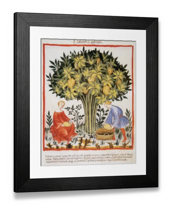 Framed Print : Tacuinum Sanitatis. Medieval Health Handbook, dated before 1400, based on observations Framed Print : Tacuinum Sanitatis. Medieval Health Handbook, dated before 1400, based on observations