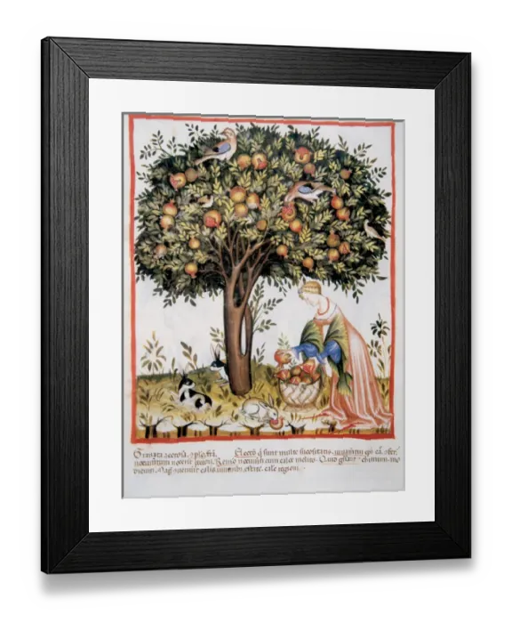 Framed Print : Tacuinum Sanitatis. Medieval Health Handbook, dated before 1400, based on observations