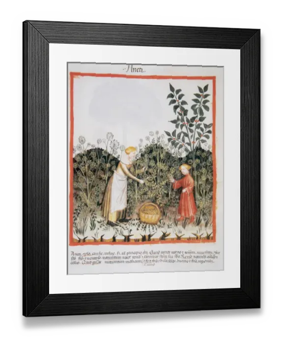 Framed Print : Tacuinum Sanitatis. Medieval Health Handbook, dated before 1400, based on observations Framed Print : Tacuinum Sanitatis. Medieval Health Handbook, dated before 1400, based on observations