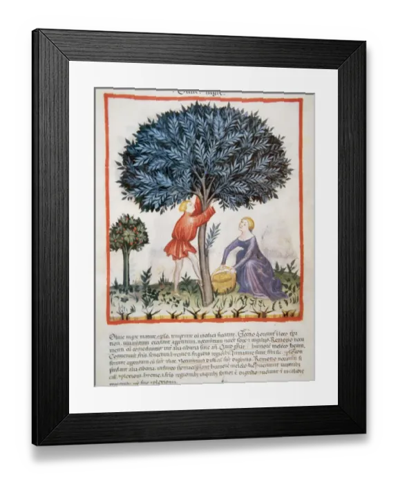 Framed Print : Tacuinum Sanitatis. Medieval Health Handbook, dated before 1400, based on observations Framed Print : Tacuinum Sanitatis. Medieval Health Handbook, dated before 1400, based on observations