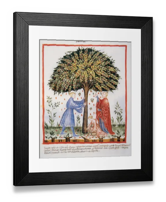 Framed Print : Tacuinum Sanitatis. Medieval Health Handbook, dated before 1400, based on observations Framed Print : Tacuinum Sanitatis. Medieval Health Handbook, dated before 1400, based on observations