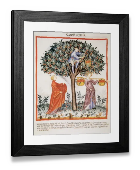 Framed Print : Tacuinum Sanitatis. Medieval Health Handbook, dated before 1400, based on observations
