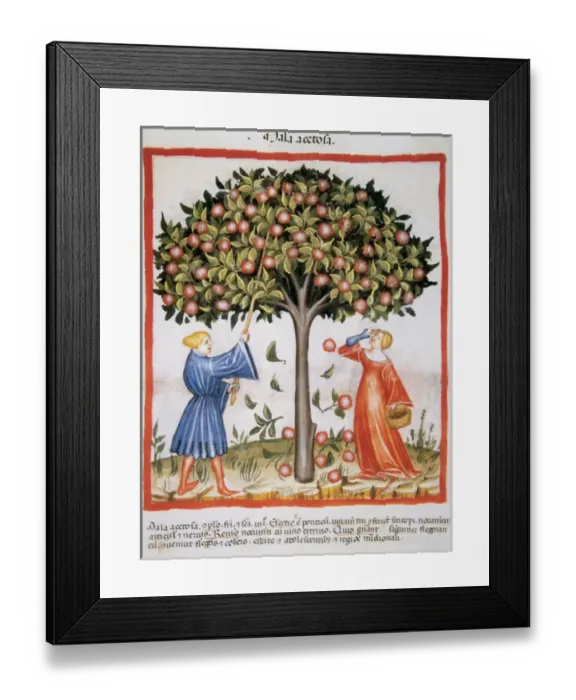 Framed Print : Tacuinum Sanitatis. Medieval Health Handbook, dated before 1400, based on observations Framed Print : Tacuinum Sanitatis. Medieval Health Handbook, dated before 1400, based on observations
