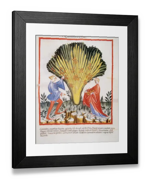 Framed Print : Tacuinum Sanitatis. Medieval Health Handbook, dated before 1400, based on observations Framed Print : Tacuinum Sanitatis. Medieval Health Handbook, dated before 1400, based on observations