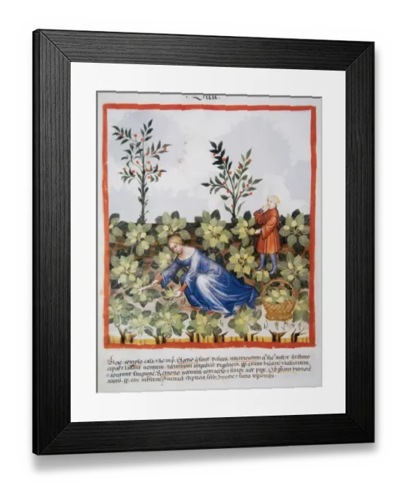 Framed Print : Tacuinum Sanitatis. Medieval Health Handbook, dated before 1400, based on observations Framed Print : Tacuinum Sanitatis. Medieval Health Handbook, dated before 1400, based on observations