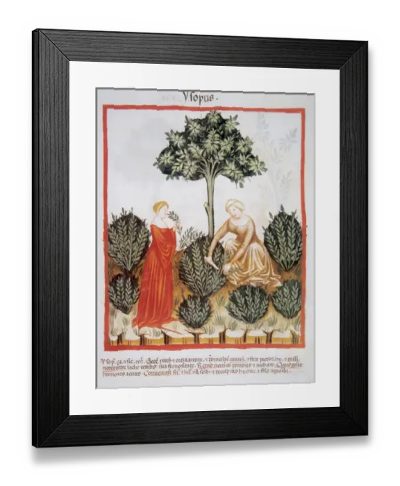 Framed Print : Tacuinum Sanitatis. Medieval Health Handbook, dated before 1400, based on observations Framed Print : Tacuinum Sanitatis. Medieval Health Handbook, dated before 1400, based on observations