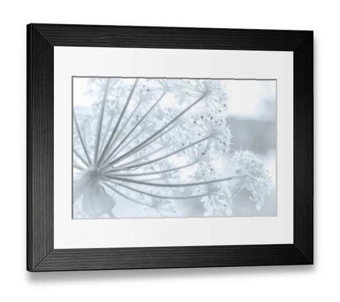 Framed Print : USA, Alaska, Glacier Bay National Park. Close-up of cow parsnip in Bartlett Cove Framed Print : USA, Alaska, Glacier Bay National Park. Close-up of cow parsnip in Bartlett Cove