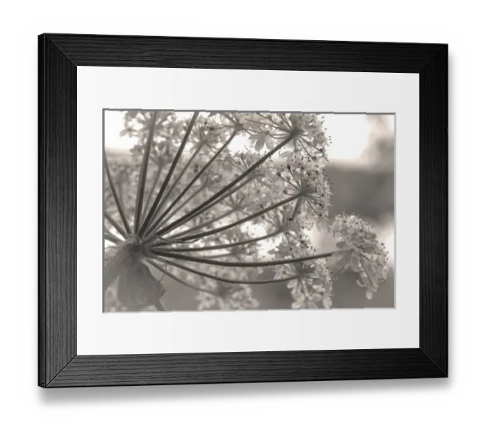 Framed Print : USA, Alaska, Glacier Bay National Park. Close-up of cow parsnip in Bartlett Cove Framed Print : USA, Alaska, Glacier Bay National Park. Close-up of cow parsnip in Bartlett Cove