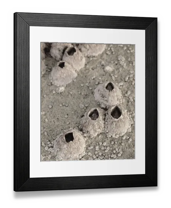 Framed Print : USA, California, San Diego, Barnacles in tide pools on the Pacific Ocean (Large format Framed Print : USA, California, San Diego, Barnacles in tide pools on the Pacific Ocean (Large format