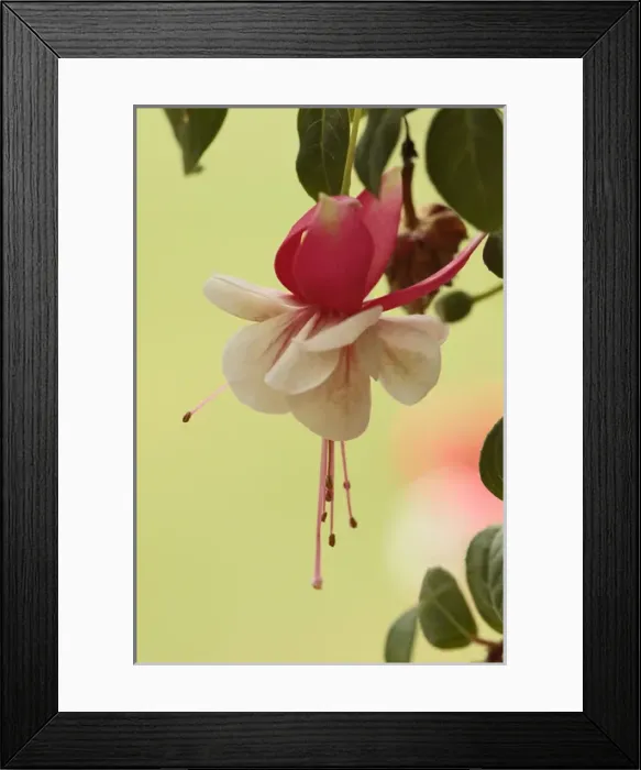 Framed Print : Fuchia flowerFuchsia flowers, Fuchsia app Framed Print : Fuchia flowerFuchsia flowers, Fuchsia app
