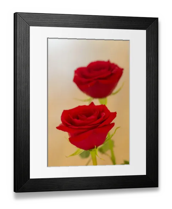 Framed Print : Pair of red roses Framed Print : Pair of red roses