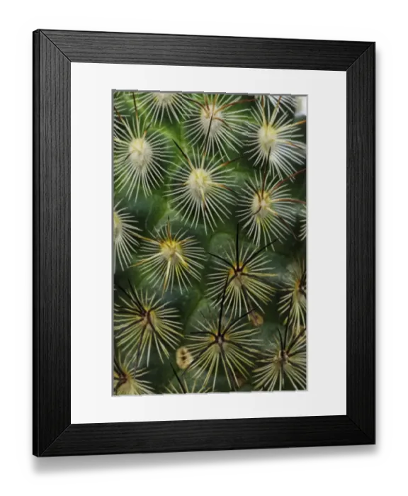 Framed Print : Pattern of small cactus spines
