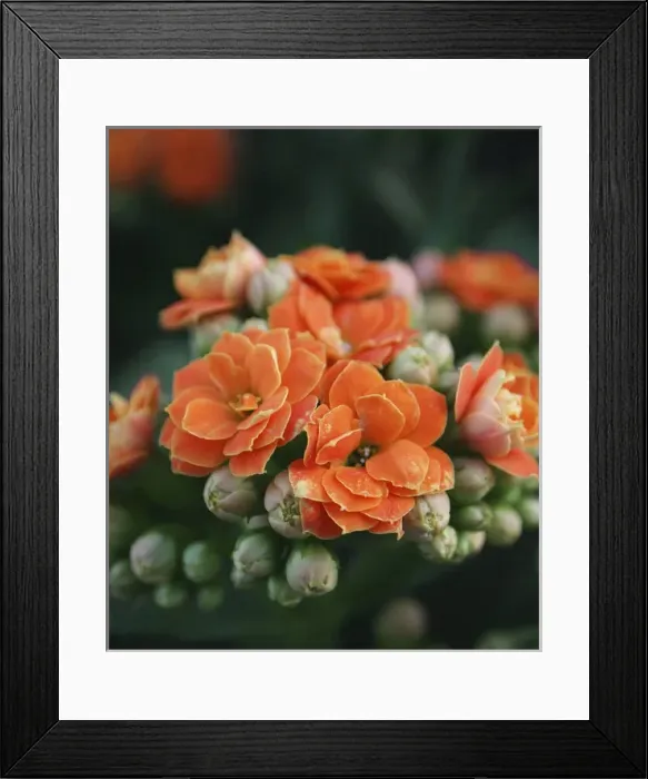 Framed Print : orange flowers Framed Print : orange flowers