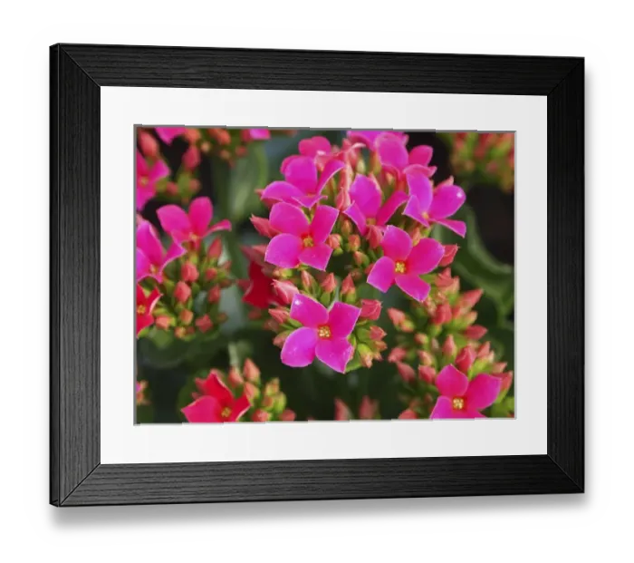 Framed Print : Pink flowers