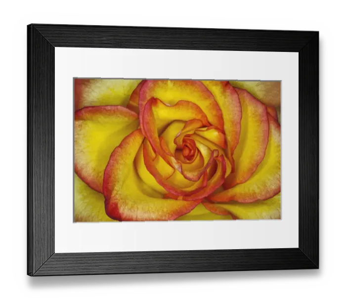 Framed Print : Yellow and red rose Framed Print : Yellow and red rose