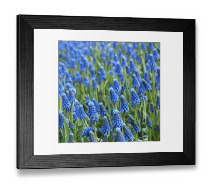 Framed Print : Grape hyacinth in bloom Framed Print : Grape hyacinth in bloom
