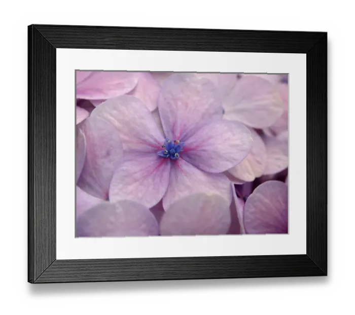 Framed Print : Hydrangea Framed Print : Hydrangea