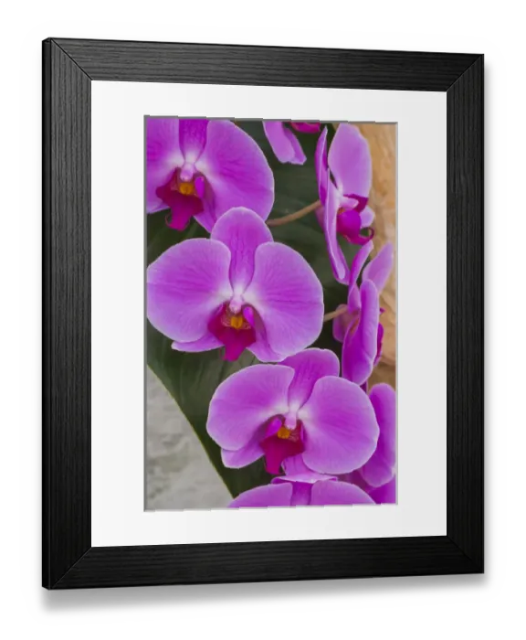 Framed Print : Pink orchid blooms