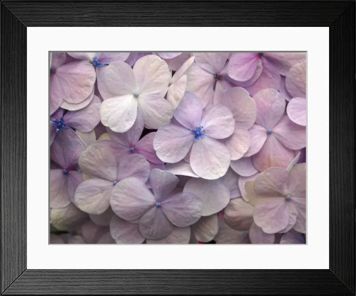 Framed Print : Hydrangea Framed Print : Hydrangea