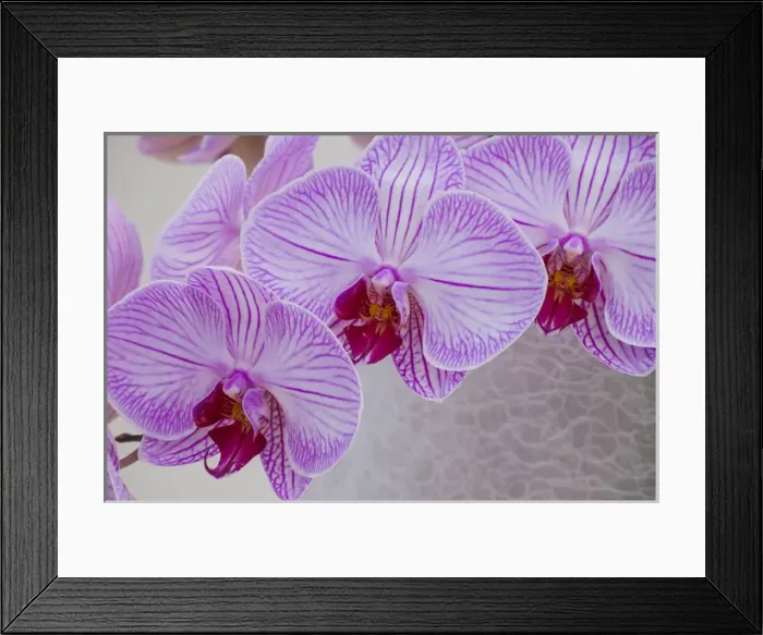Framed Print : Pink orchid blooms Framed Print : Pink orchid blooms