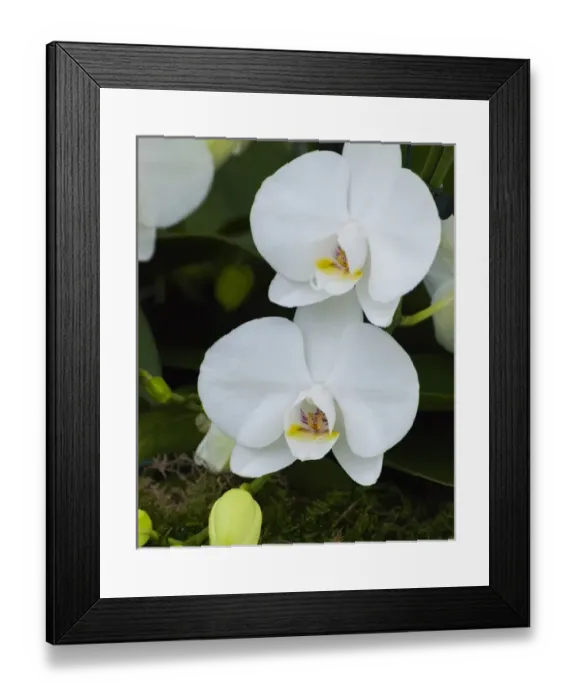 Framed Print : White orchid blooms