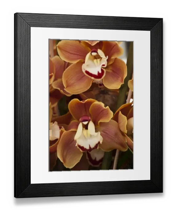 Framed Print : Orange orchids Framed Print : Orange orchids