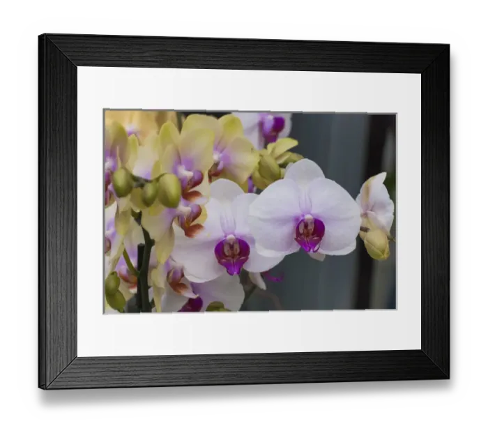 Framed Print : multicolor orchids Framed Print : multicolor orchids