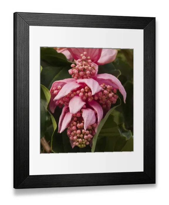 Framed Print : Pink orchid blooms Framed Print : Pink orchid blooms