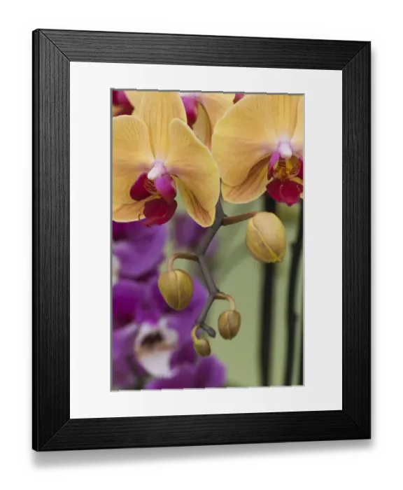 Framed Print : Peach orchid blooms
