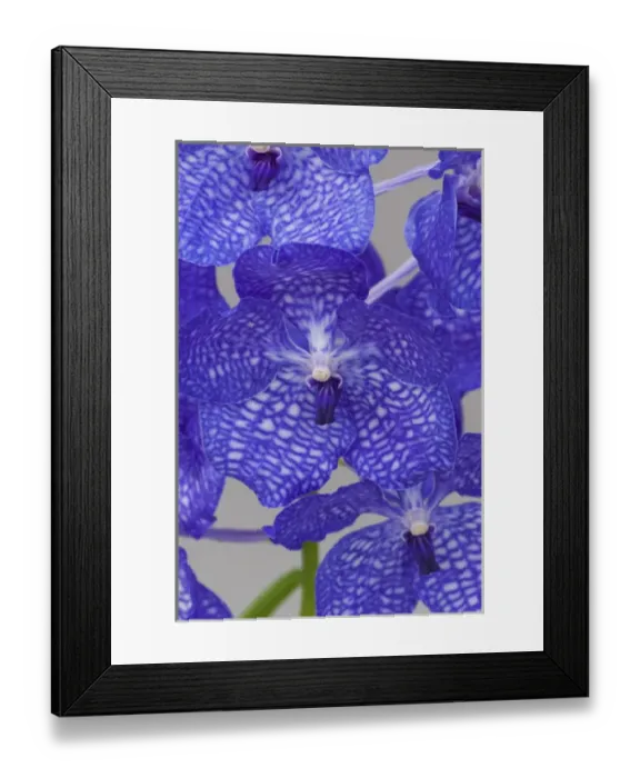 Framed Print : Purple orchids Framed Print : Purple orchids