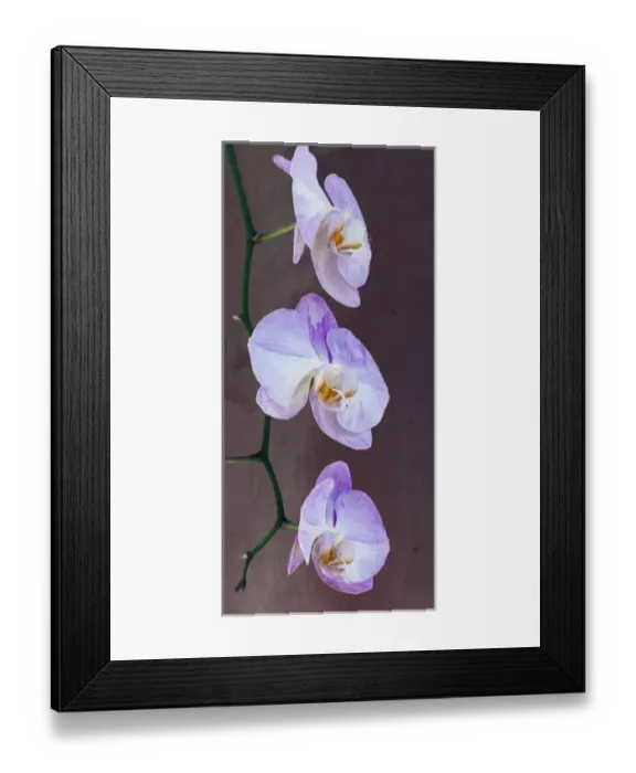Framed Print : Pink orchid blooms Framed Print : Pink orchid blooms
