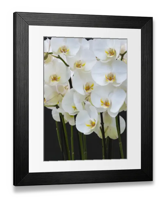 Framed Print : White orchid blooms Framed Print : White orchid blooms