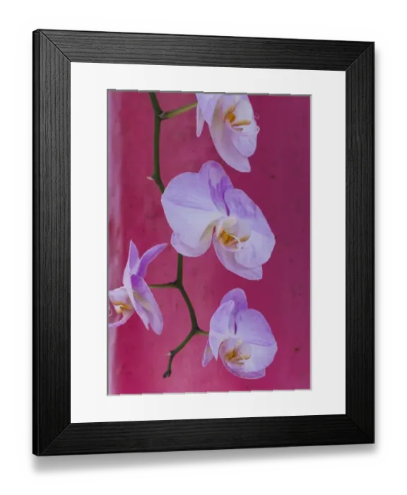 Framed Print : Pink orchid blooms Framed Print : Pink orchid blooms