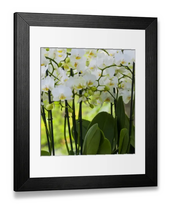 Framed Print : White orchid blooms Framed Print : White orchid blooms