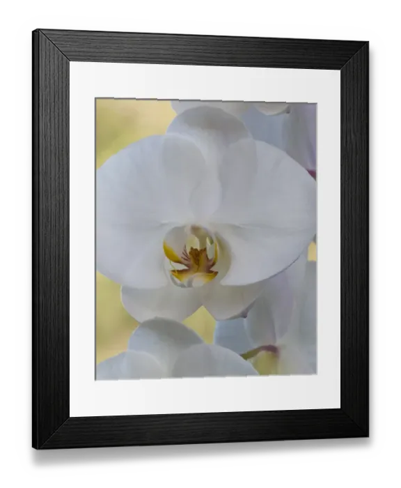 Framed Print : White orchid blooms Framed Print : White orchid blooms