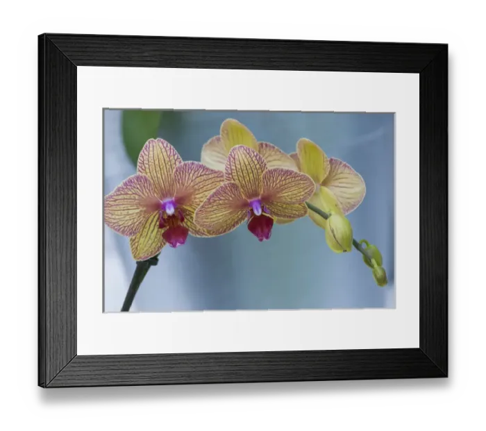 Framed Print : Peach orchid blooms Framed Print : Peach orchid blooms
