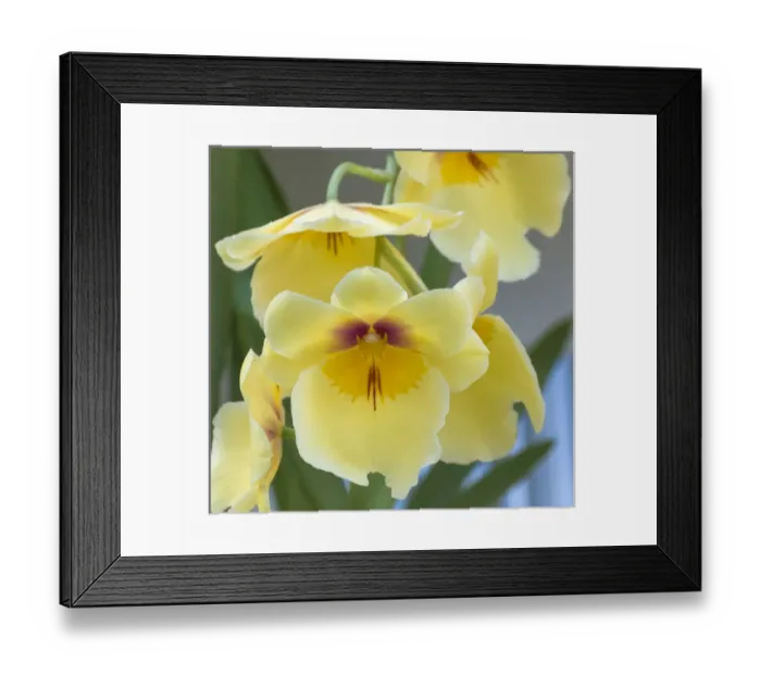 Framed Print : Yellow orchid blooms