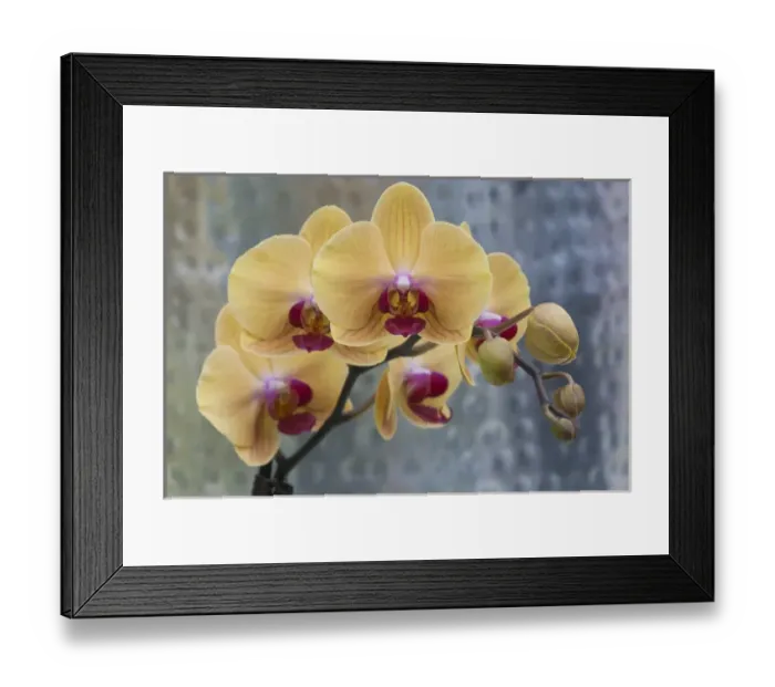 Framed Print : Peach orchid blooms Framed Print : Peach orchid blooms