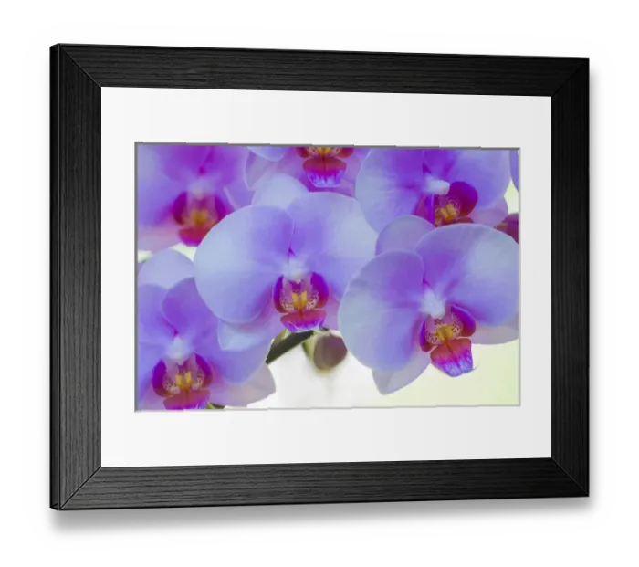 Framed Print : Pink orchid blooms